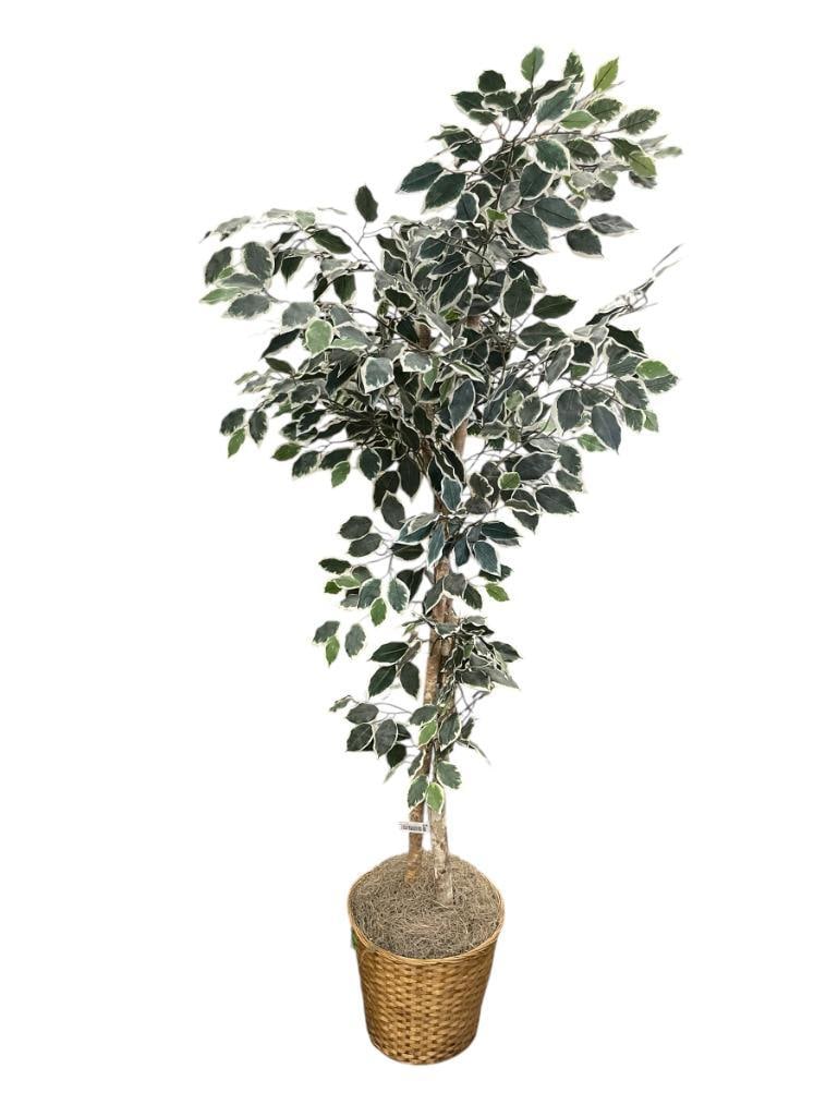SILK FICUS INDOOR DECOR TREE IN WICKER BASKET: 72" H