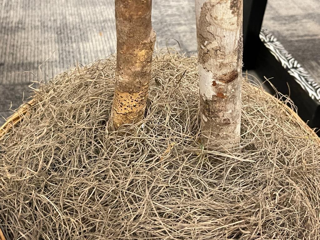 SILK FICUS INDOOR DECOR TREE IN WICKER BASKET - 5