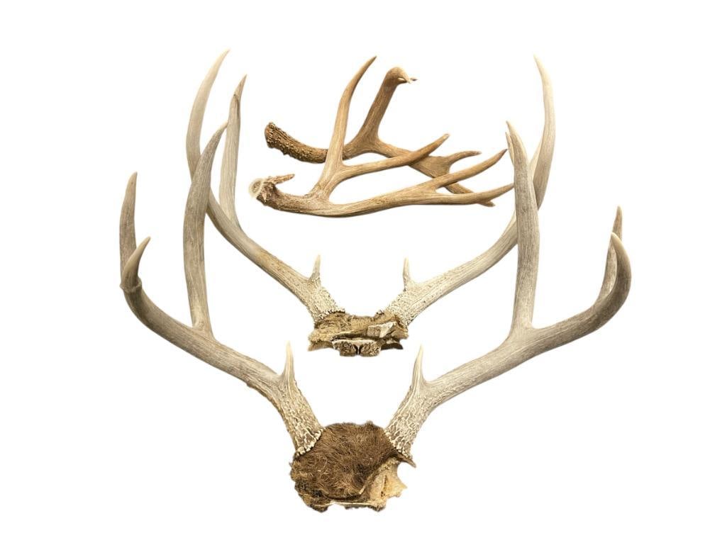 TWO SETS OF ANTLERS PLUS TWO LOOSE ANTLERS (1 of 10)