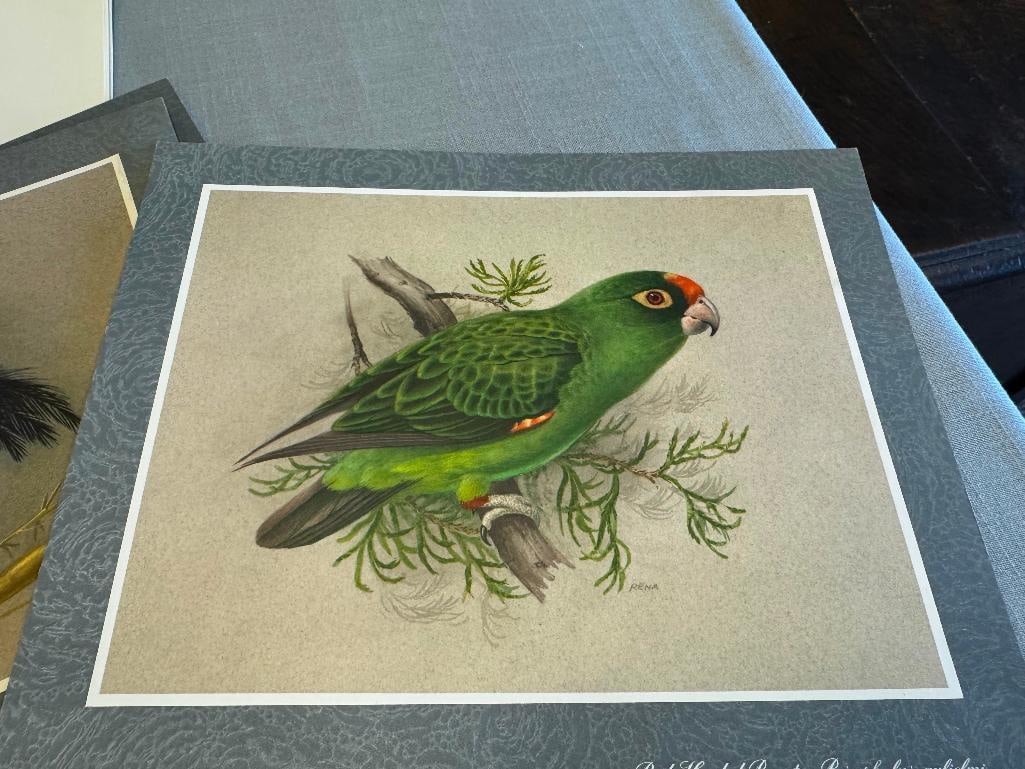 SET OF FIVE RENA FENNESSY EAST AFRICAN BIRD PRINTS FEATURING GREAT COLOR - 12