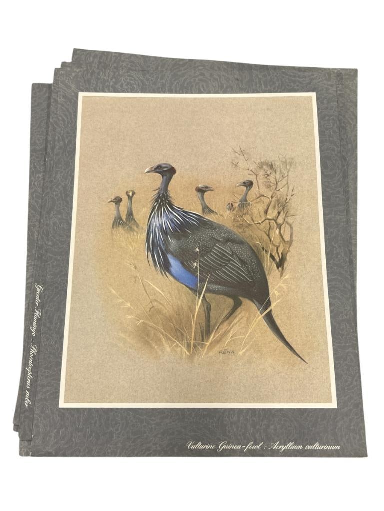 SET OF FIVE RENA FENNESSY EAST AFRICAN BIRD PRINTS FEATURING GREAT COLOR: UNFRAMED, EACH IS MARKED ON BOTTOM WITH SCIENTIFIC NAME, INCLUDES FLAMINGO AND EAST AFRICAN FISH EAGLE EACH IS 9" X 12" 