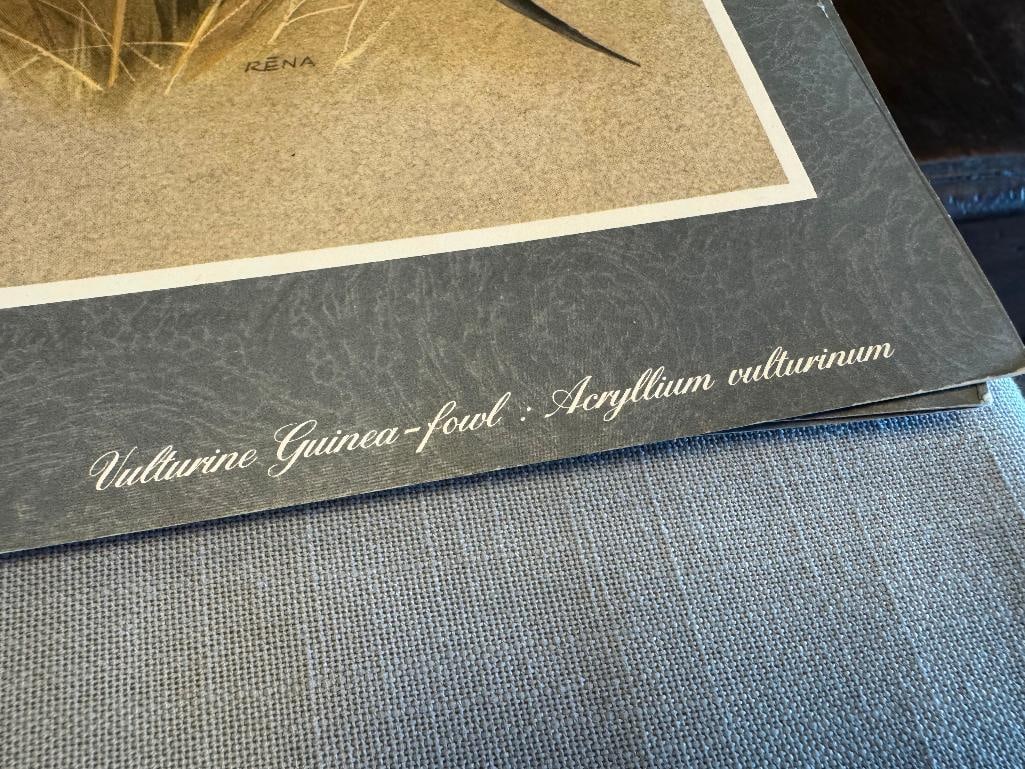 SET OF FIVE RENA FENNESSY EAST AFRICAN BIRD PRINTS FEATURING GREAT COLOR - 4