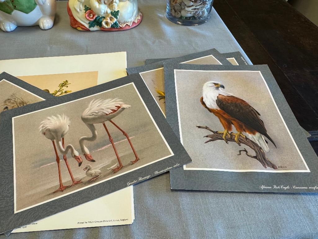 SET OF FIVE RENA FENNESSY EAST AFRICAN BIRD PRINTS FEATURING GREAT COLOR - 5
