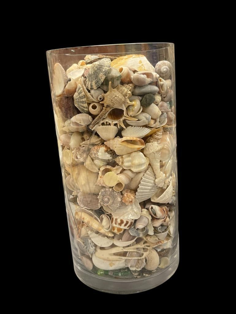 CYLINDRICAL GLASS VASE FILLED WITH VARIOUS SEASHELLS: GREAT COLLECTION FEATURING A VARIETY OF SHELLS 5" X 10" VASE 