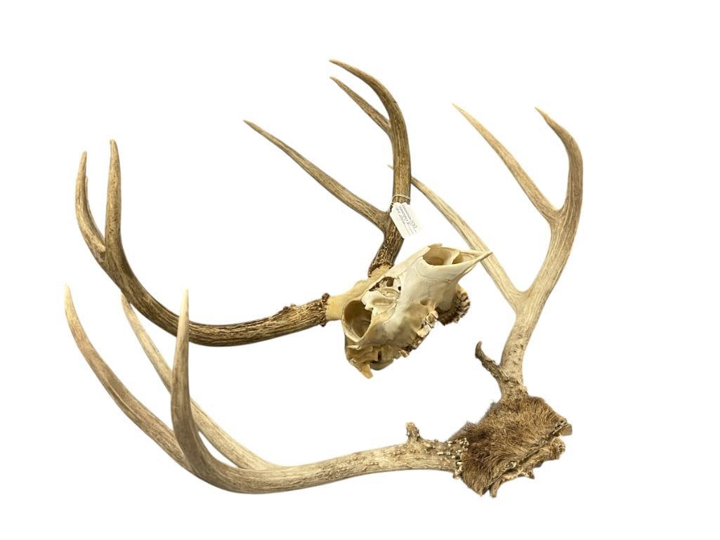SET OF TWO ANTLERS ONE WITH ATTACHED SKULL (1 of 14)