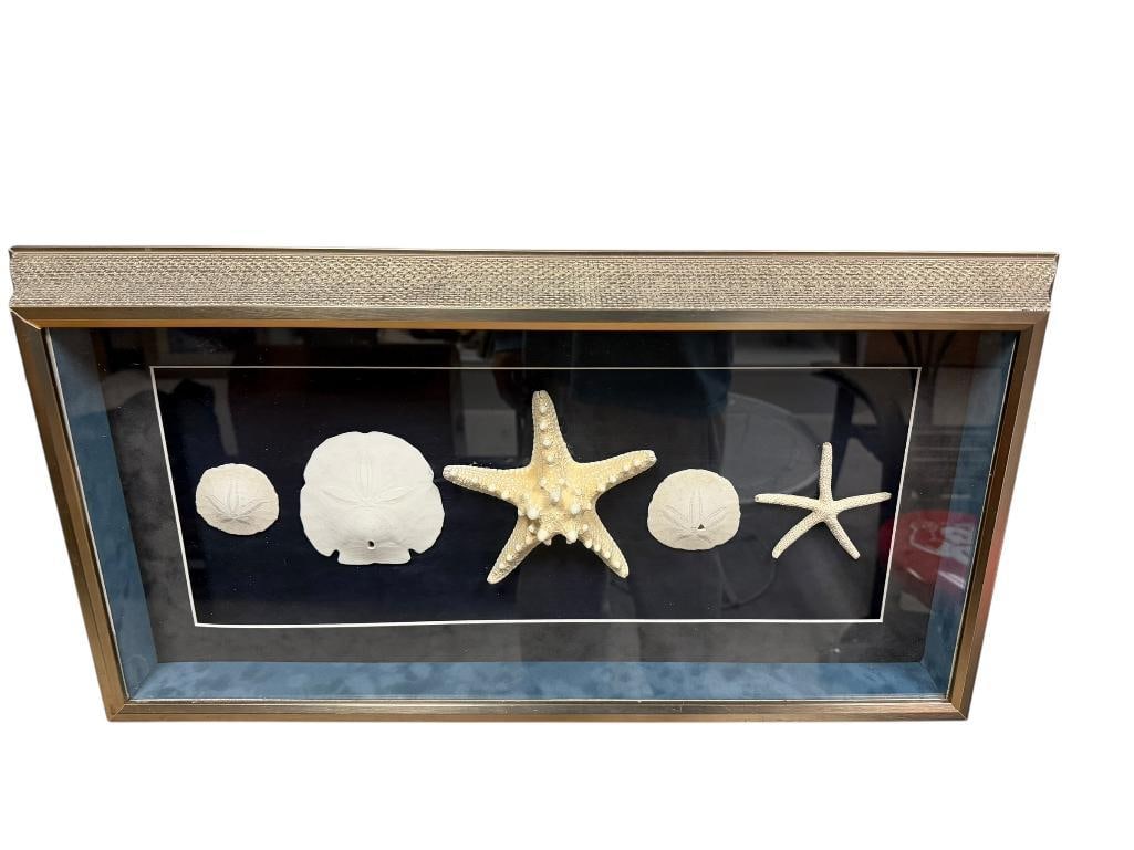 UNIQUE FRAMED SHADOWBOX SEASHELL ART FEATURING SANDDOLLARS AND STARFISH: IN SHADWOBOX FRAME 24" X 12" FRAME 