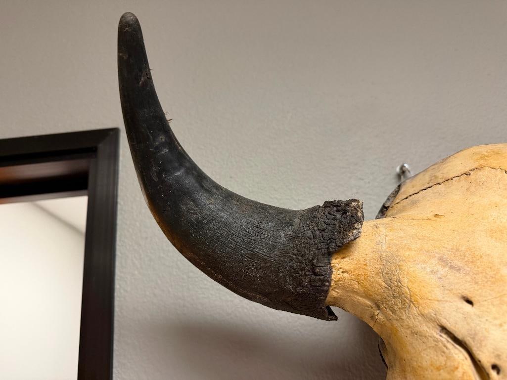 RUSTIC WESTERN AUTHENTIC BISON BUFFALO SKULL WALL HANGING - 10