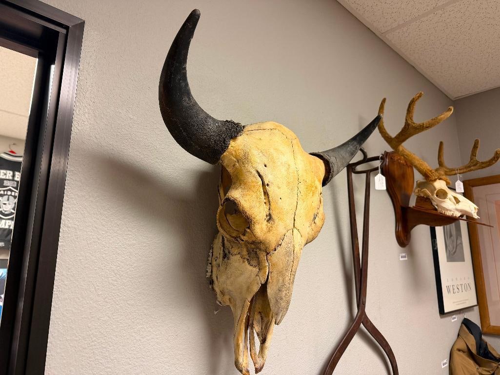 RUSTIC WESTERN AUTHENTIC BISON BUFFALO SKULL WALL HANGING - 3