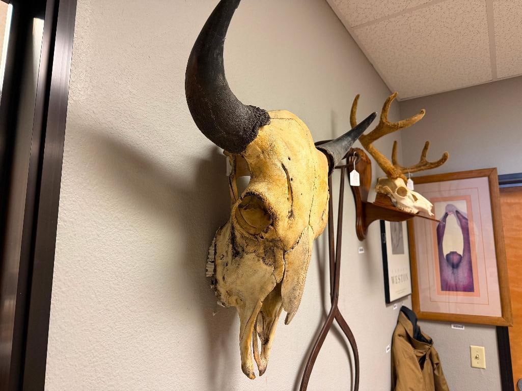 RUSTIC WESTERN AUTHENTIC BISON BUFFALO SKULL WALL HANGING - 4