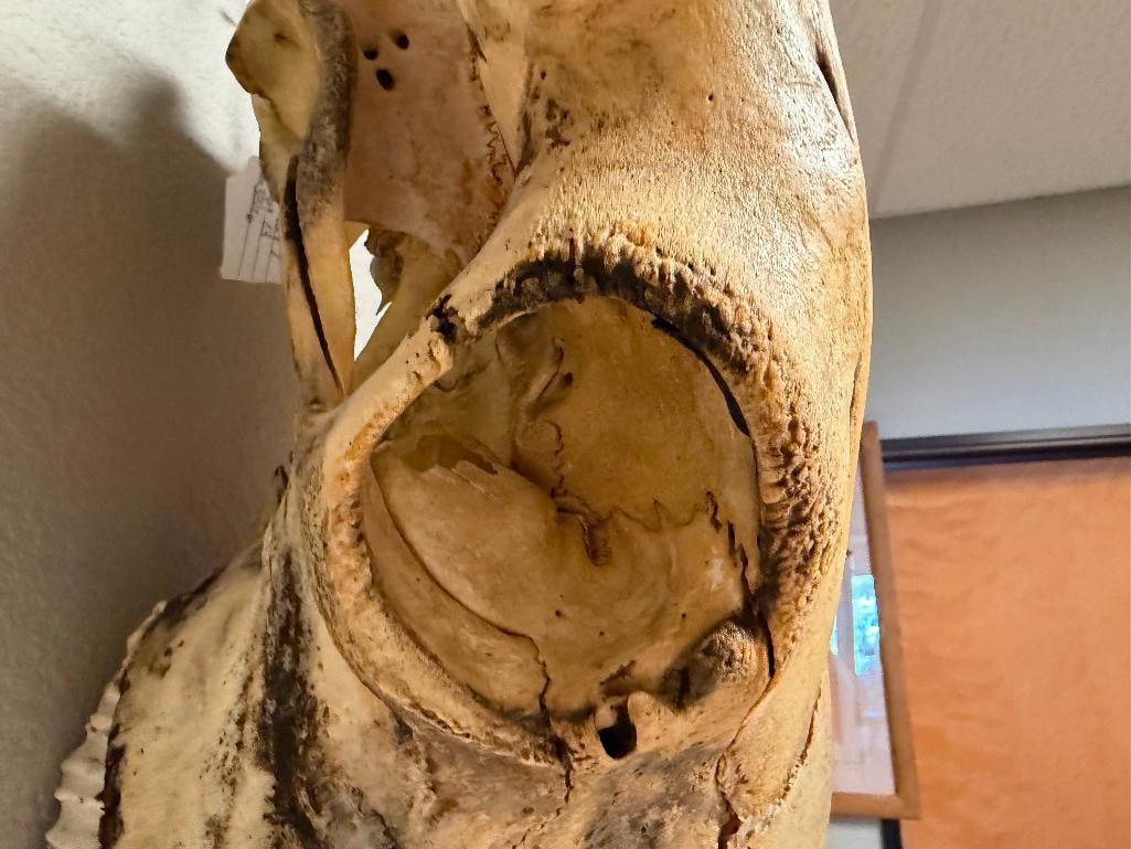 RUSTIC WESTERN AUTHENTIC BISON BUFFALO SKULL WALL HANGING - 5