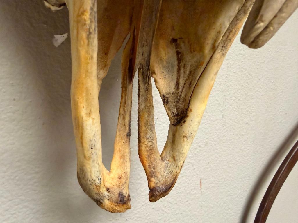 RUSTIC WESTERN AUTHENTIC BISON BUFFALO SKULL WALL HANGING - 6