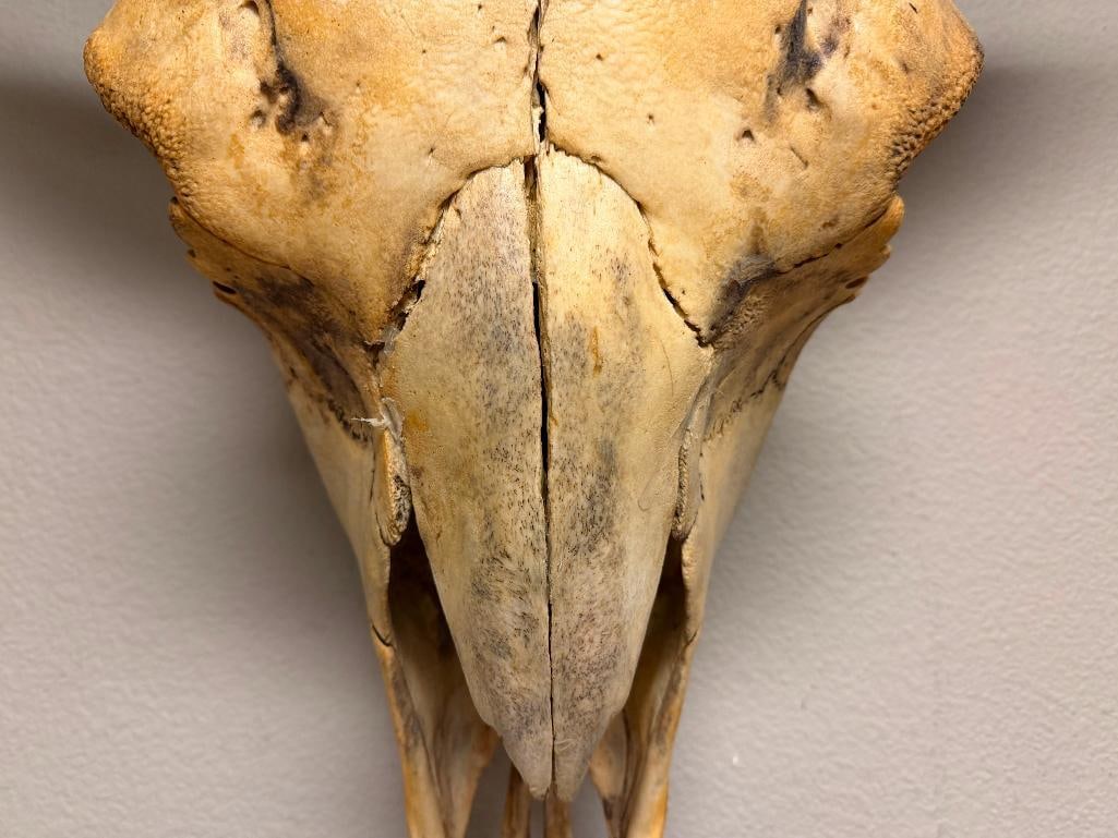 RUSTIC WESTERN AUTHENTIC BISON BUFFALO SKULL WALL HANGING - 7