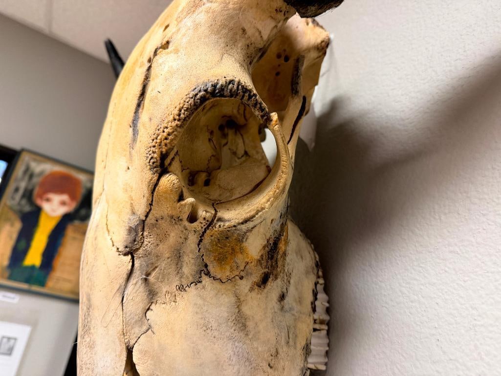 RUSTIC WESTERN AUTHENTIC BISON BUFFALO SKULL WALL HANGING - 8