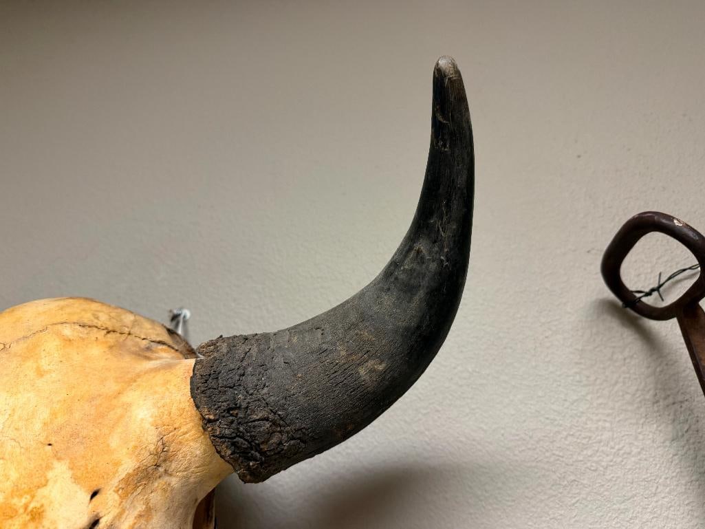 RUSTIC WESTERN AUTHENTIC BISON BUFFALO SKULL WALL HANGING - 9