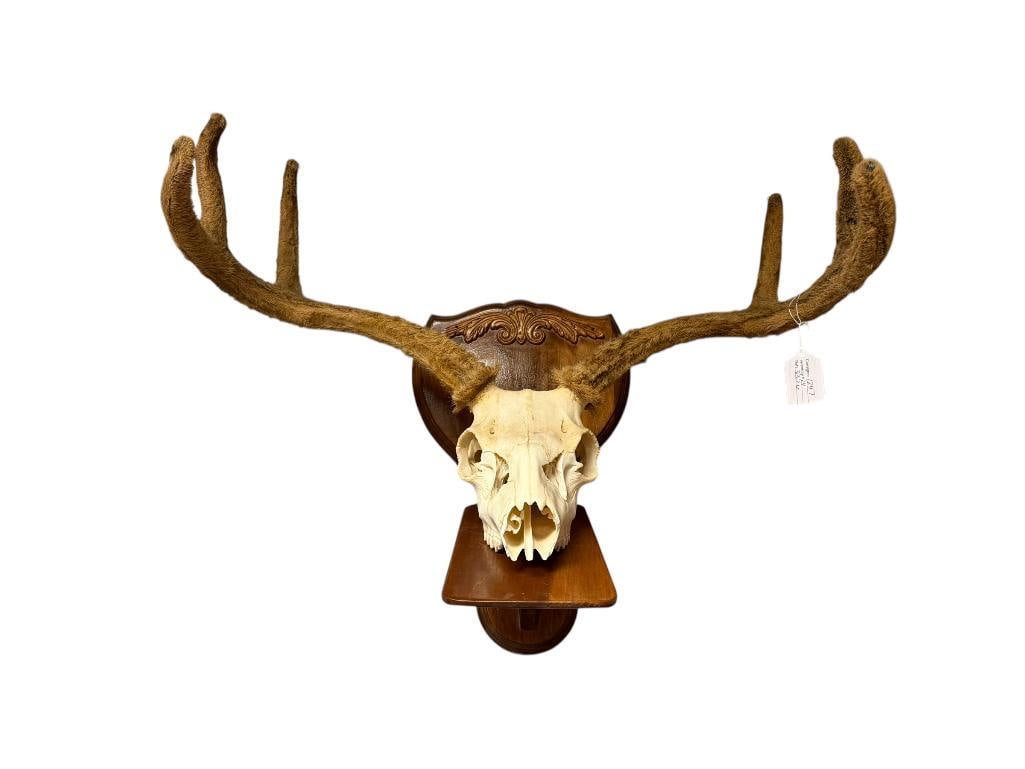 TAXIDERMY 3 X 3 DEER BUCK SKULL WITH VELVET STILL ON ANTLERS (1 of 10)