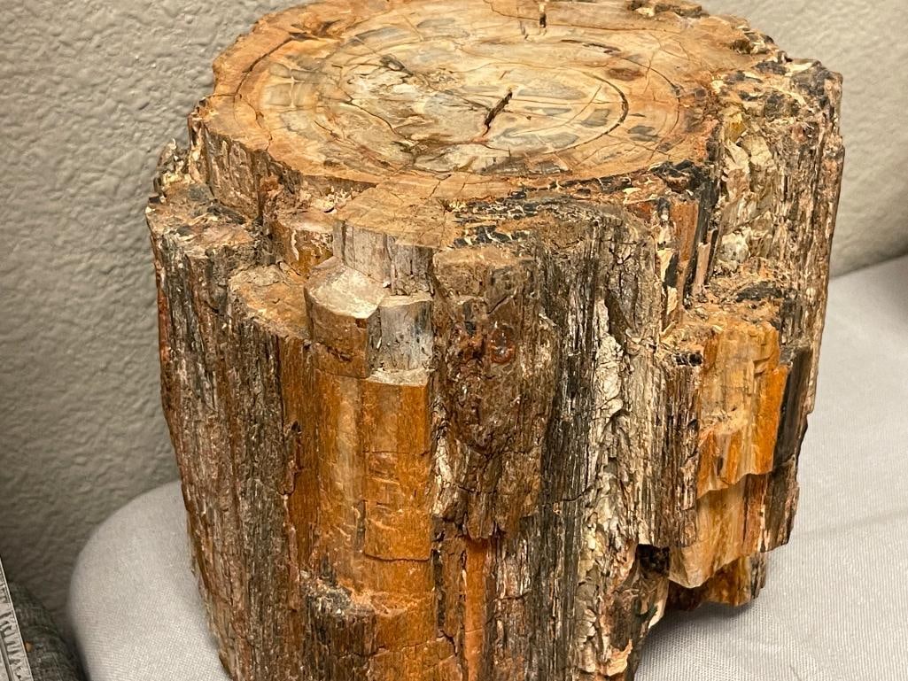 21 POUND PETRIFIED WOOD GEOLOGICAL SPECIMEN - 2