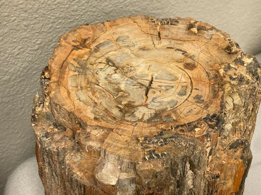 21 POUND PETRIFIED WOOD GEOLOGICAL SPECIMEN - 3