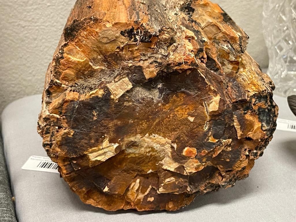 21 POUND PETRIFIED WOOD GEOLOGICAL SPECIMEN - 5