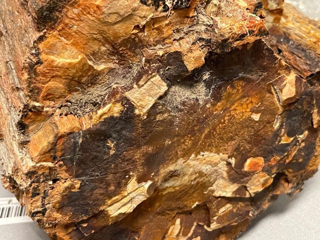 21 POUND PETRIFIED WOOD GEOLOGICAL SPECIMEN - 6