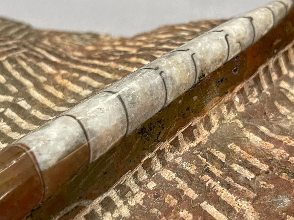 AMMONITES AND ORTHOCERAS POLISHED FOSSIL PLATE - 11