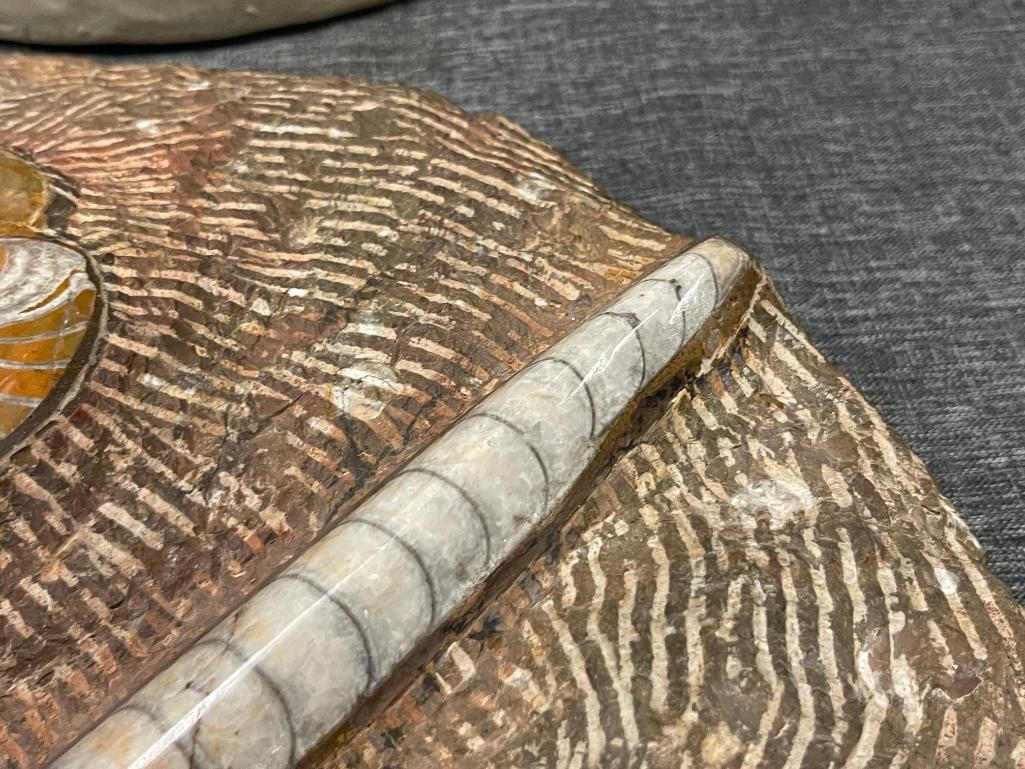AMMONITES AND ORTHOCERAS POLISHED FOSSIL PLATE - 18