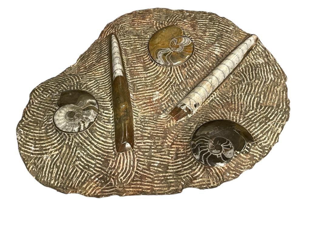 AMMONITES AND ORTHOCERAS POLISHED FOSSIL PLATE: PREHISTORIC FOSSIL EMBEDDED IN STONE, HAND CARVED TO GIVE IT A TEXTURED FEEL, WEIGHS 29 POUNDS, BROWN AND WHITE IN COLOR 18" X 16"