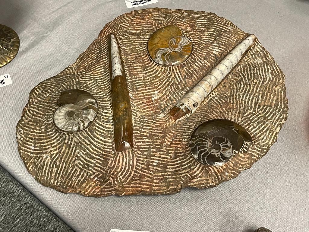 AMMONITES AND ORTHOCERAS POLISHED FOSSIL PLATE - 2