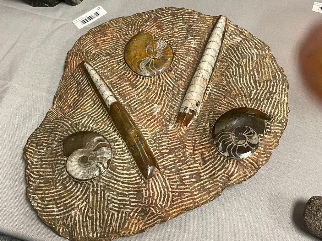 AMMONITES AND ORTHOCERAS POLISHED FOSSIL PLATE - 3