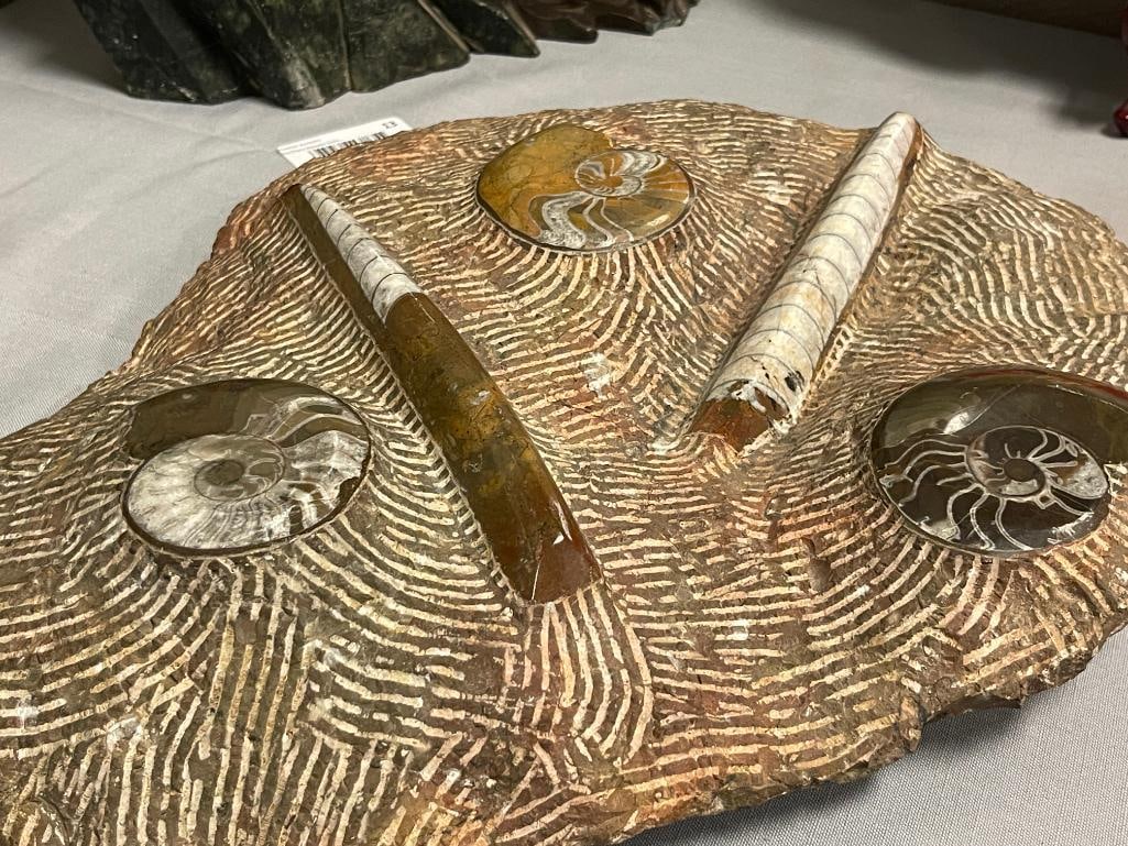 AMMONITES AND ORTHOCERAS POLISHED FOSSIL PLATE - 4