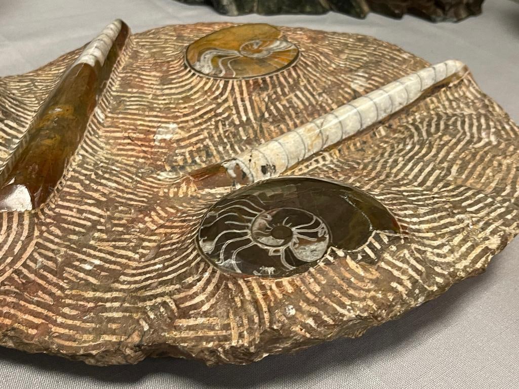 AMMONITES AND ORTHOCERAS POLISHED FOSSIL PLATE - 5