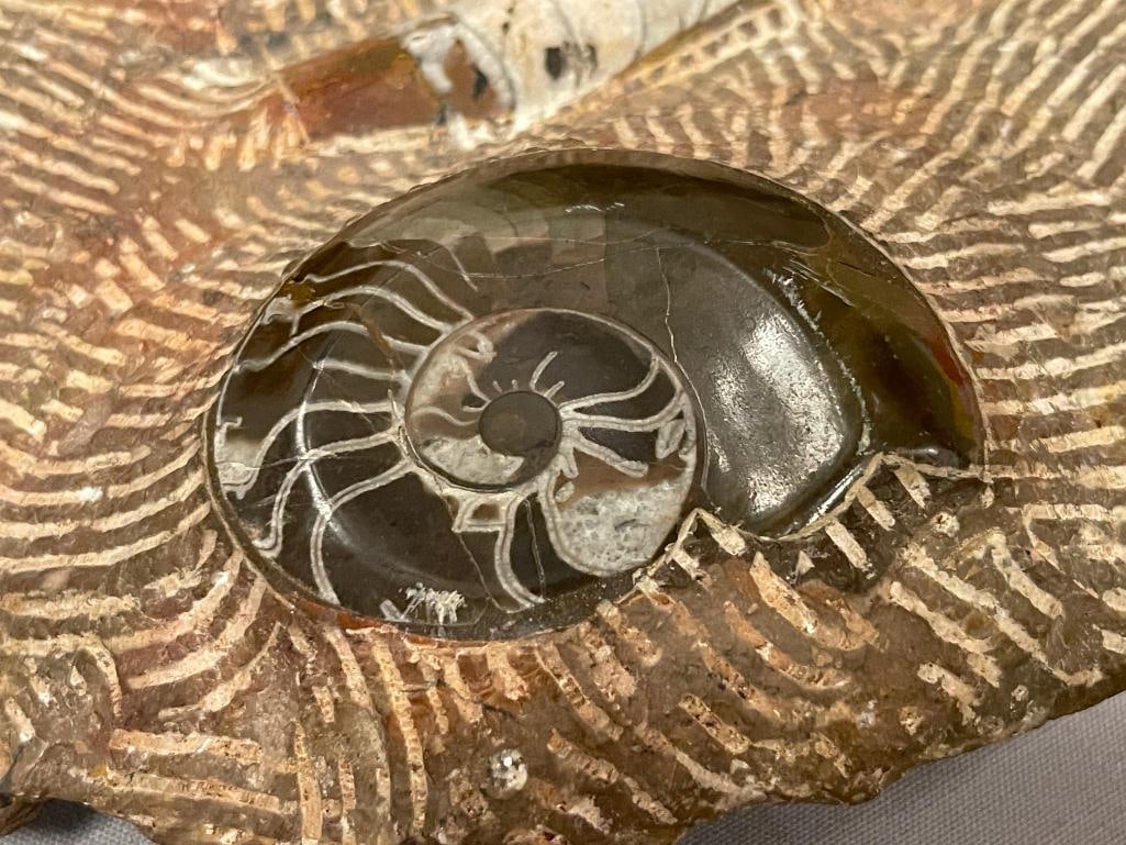 AMMONITES AND ORTHOCERAS POLISHED FOSSIL PLATE - 6