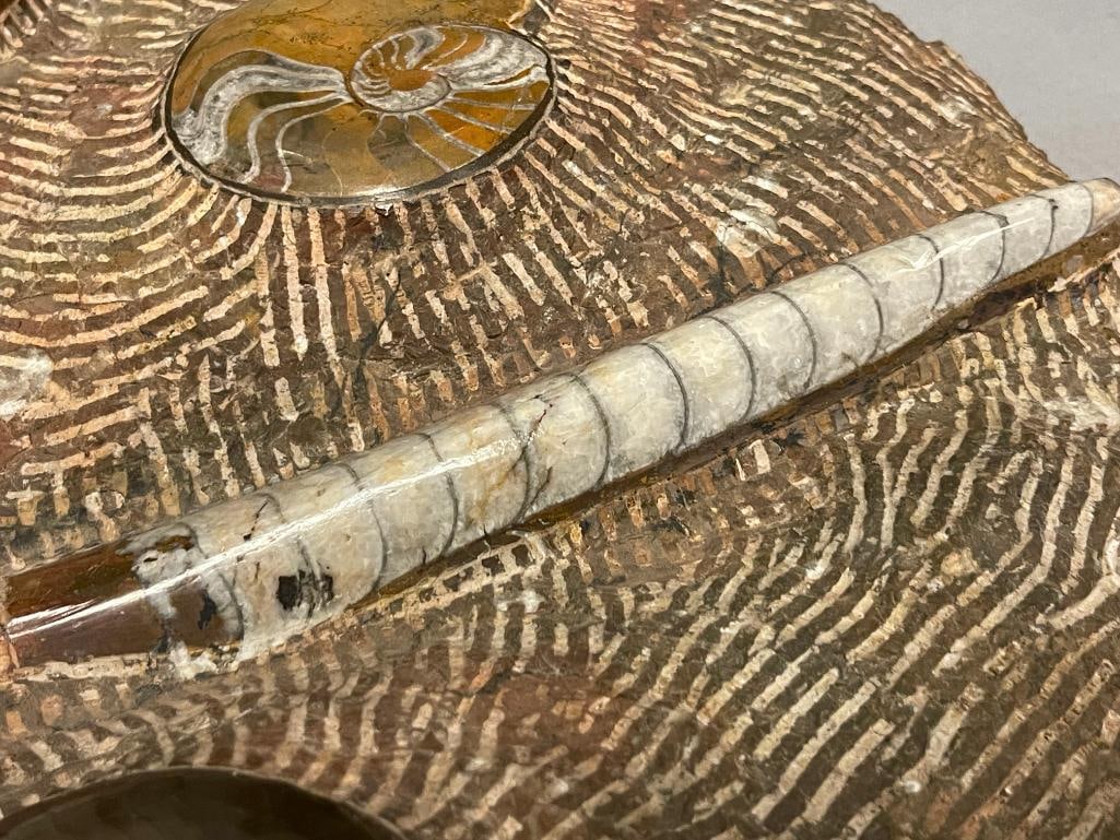 AMMONITES AND ORTHOCERAS POLISHED FOSSIL PLATE - 7