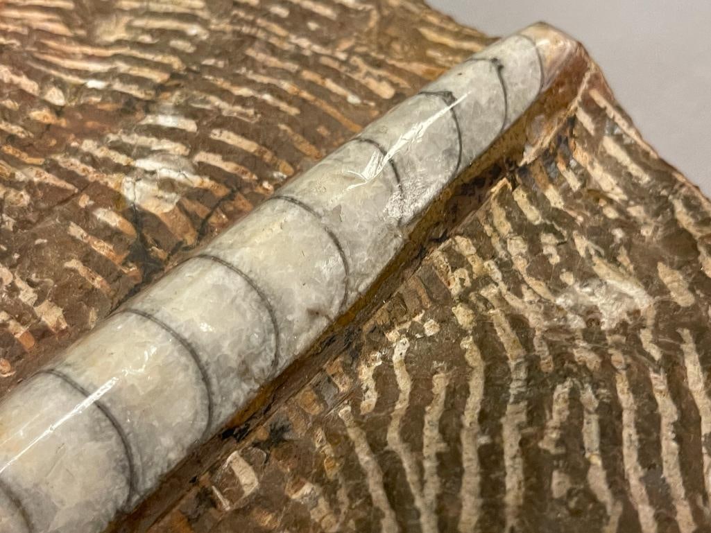 AMMONITES AND ORTHOCERAS POLISHED FOSSIL PLATE - 8