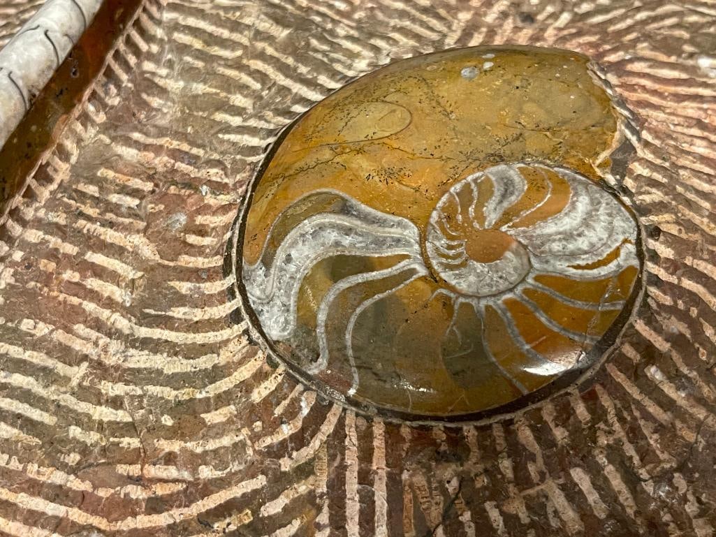 AMMONITES AND ORTHOCERAS POLISHED FOSSIL PLATE - 9