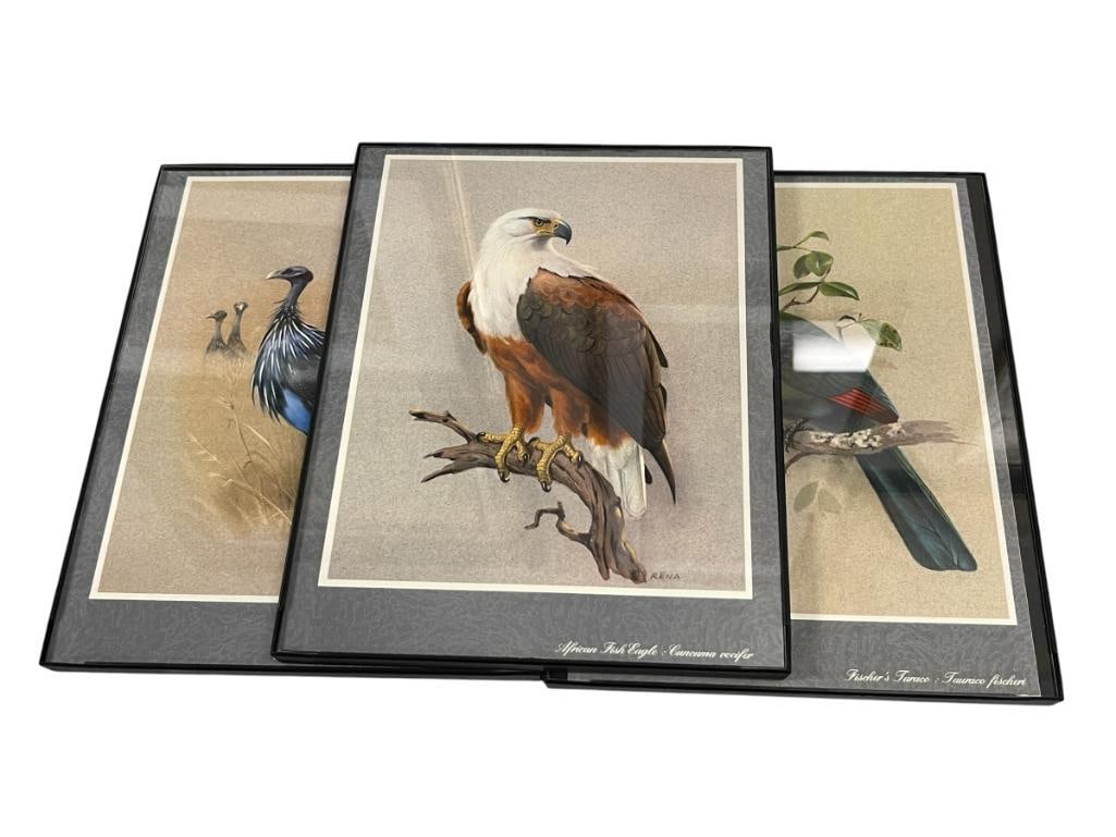 RENA FENNESSY BRITISH ARTIST EAST AFRICA BIRDS PRINTS: ORIGINALS WERE COMPLETED IN THE 1970'S, EACH PRINT DEPICTS AN EAST AFRICAN BIRD, AFRICAN FISH EAGLE, VULTURINE GUINEA, AND FISCHER'S TURACO, FRAMED 9" X 11" FRAME 