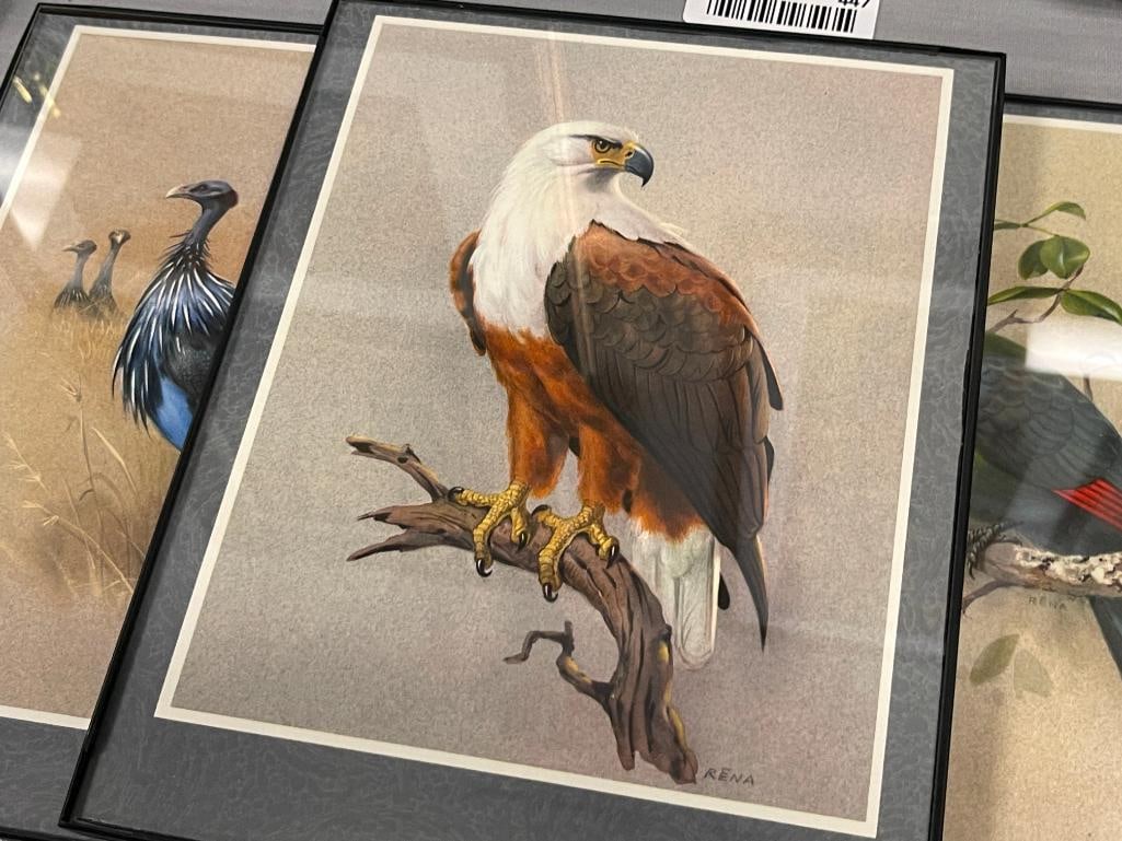 RENA FENNESSY BRITISH ARTIST EAST AFRICA BIRDS PRINTS - 2