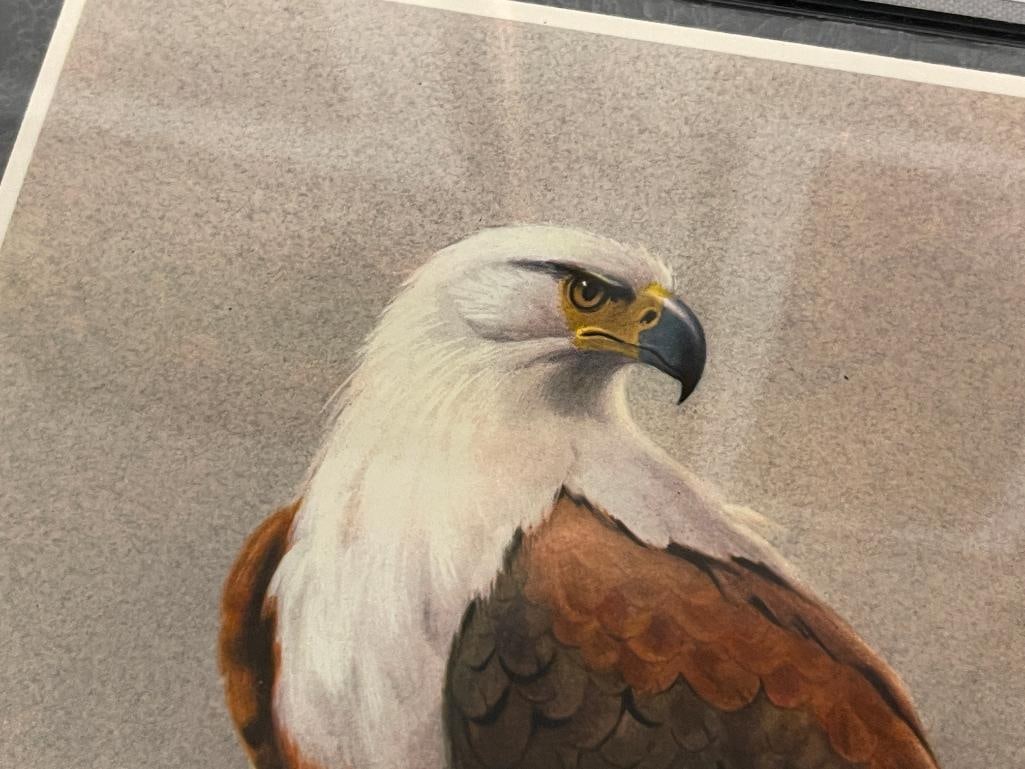 RENA FENNESSY BRITISH ARTIST EAST AFRICA BIRDS PRINTS - 3