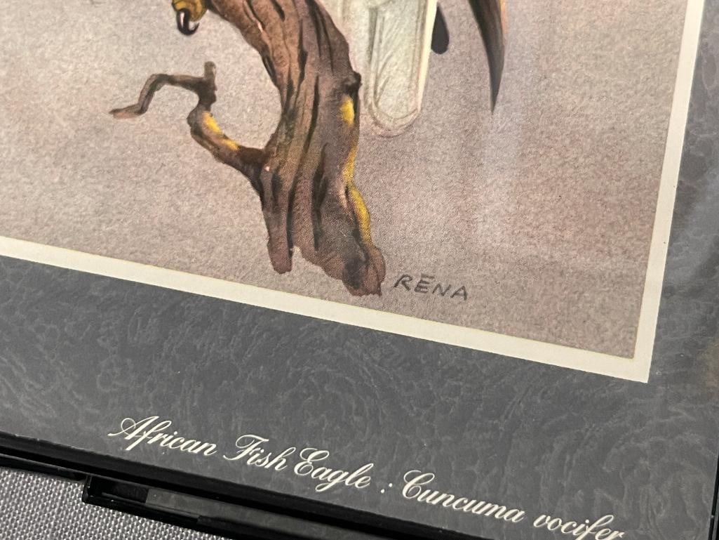 RENA FENNESSY BRITISH ARTIST EAST AFRICA BIRDS PRINTS - 4