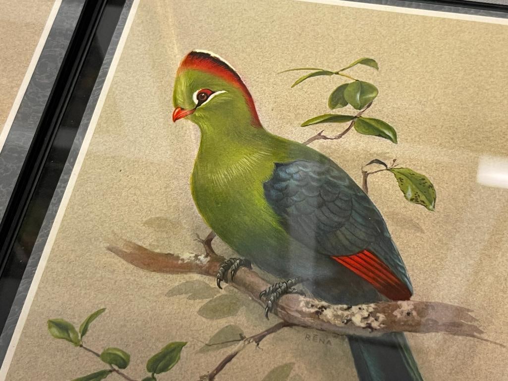 RENA FENNESSY BRITISH ARTIST EAST AFRICA BIRDS PRINTS - 5
