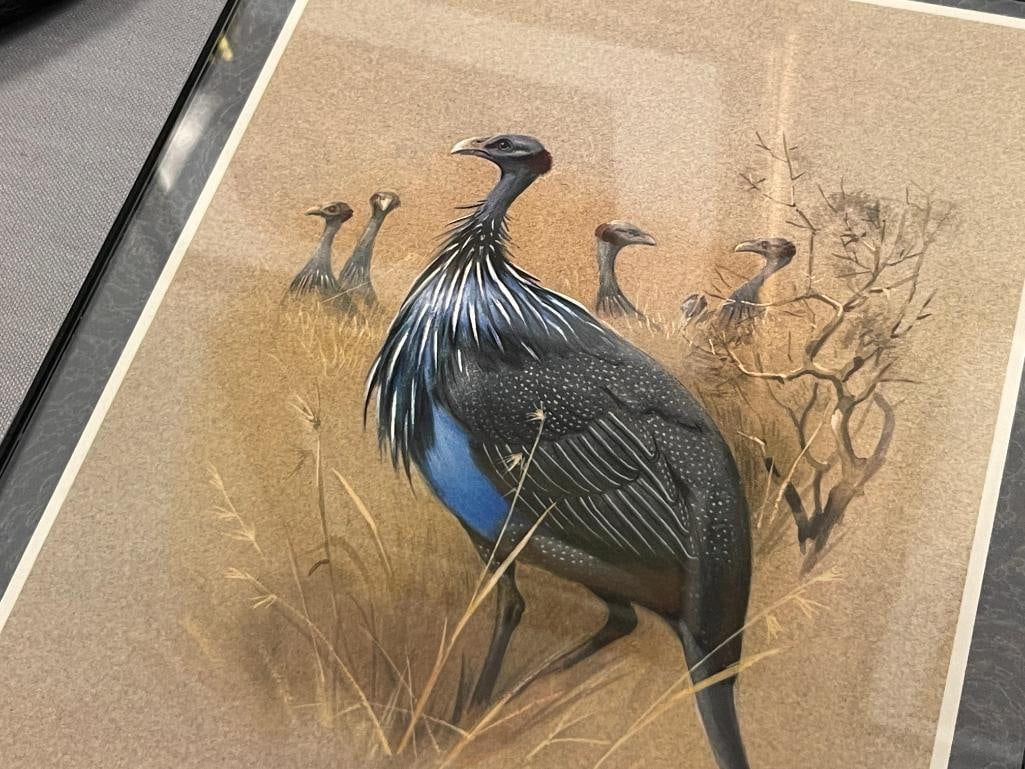 RENA FENNESSY BRITISH ARTIST EAST AFRICA BIRDS PRINTS - 6