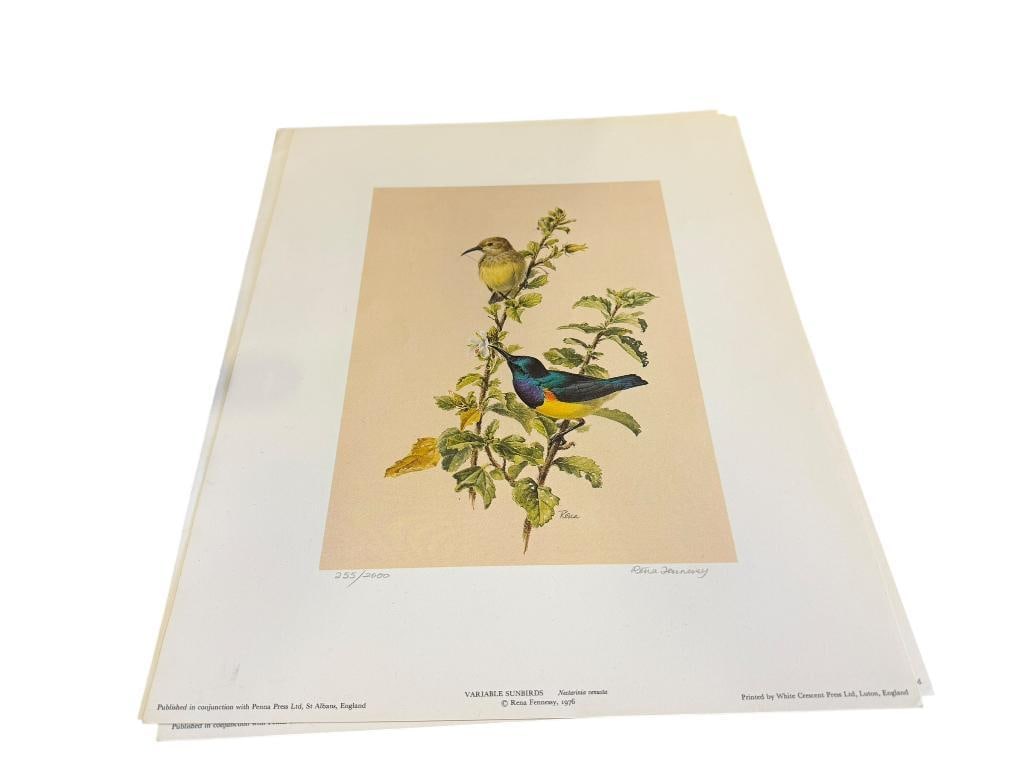 SET OF FOUR SIGNED AND NUMBERED RENA FENNESSY COLORED PRINTS OF EAST AFRICAN BIRDS: INCLUDES VARIABLE SUNBIRDS, GOLDEN-RUMPED TINKER-BIRDS, RED-CHEEKED CORDON-BLEU, AND BLACK-THROATED APALIS, COPYRIGHT 1976, UNFRAMED, EDITIONS OF 2,000 12 1/4" X 15 1/2" 