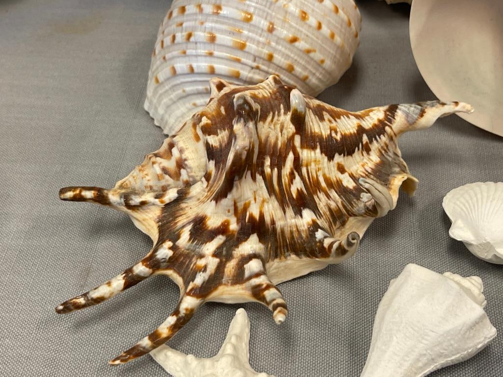 ASSORTMENT OF SEA SHELLS AND CORAL CENTERPIECE - 3