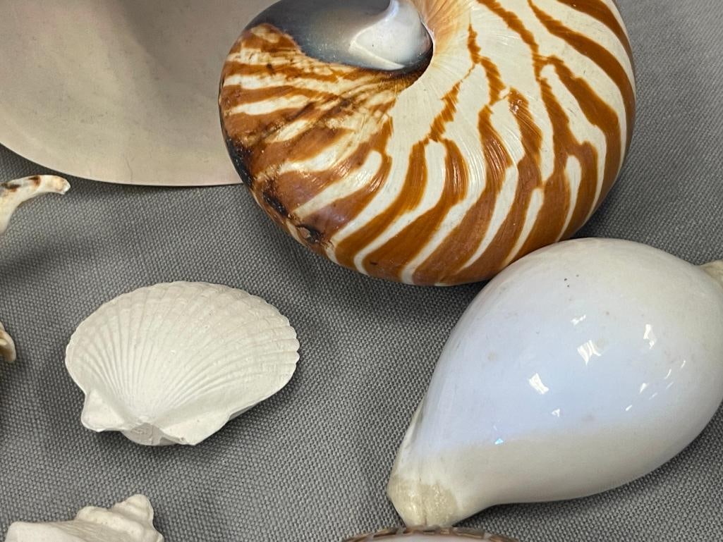 ASSORTMENT OF SEA SHELLS AND CORAL CENTERPIECE - 8