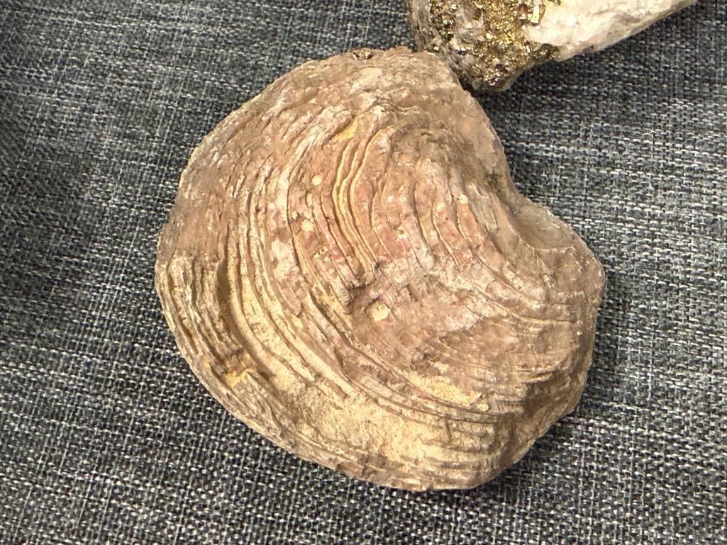 SMALL COLLECTION OF GEOLOGICAL SPECIMEN SAMPLES AND FOSSILS - 9