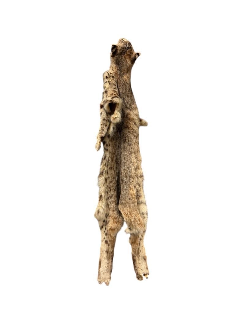 FULL BODY BOB CAT ANIMAL PELT: SOME DAMAGE ON THE EARS AND SNOUT 41" L