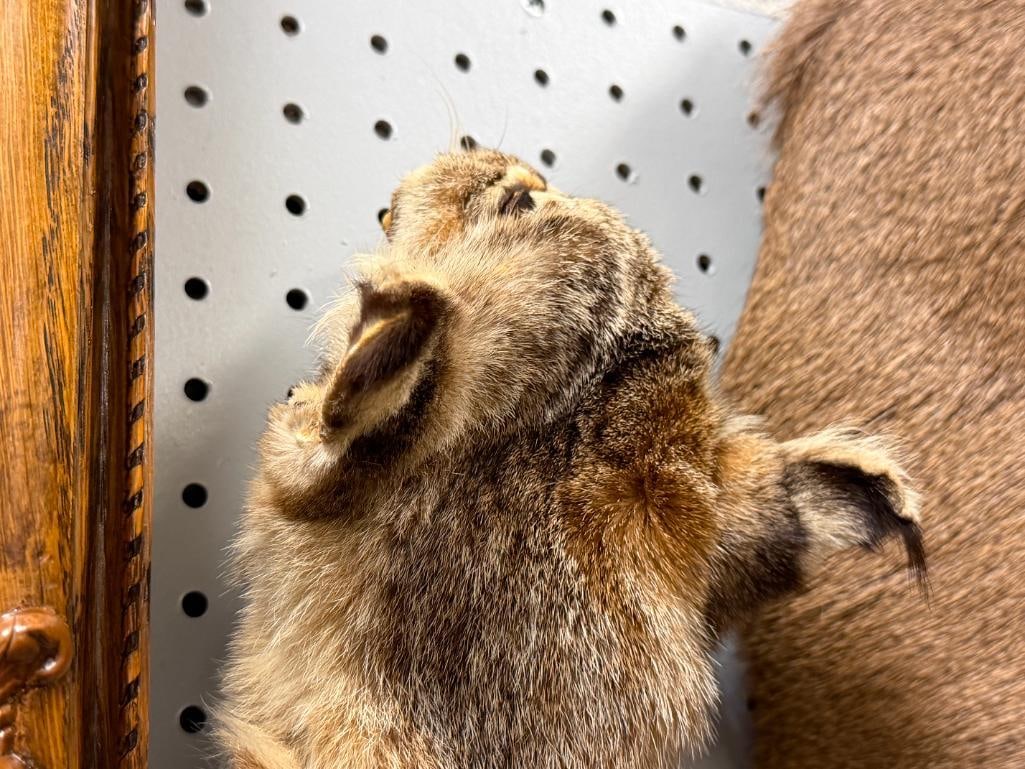 FULL BODY BOB CAT ANIMAL PELT - 3