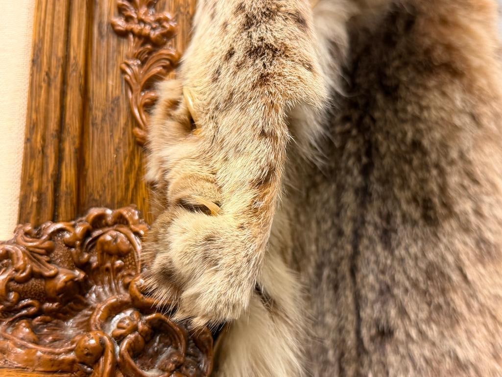 FULL BODY BOB CAT ANIMAL PELT - 4