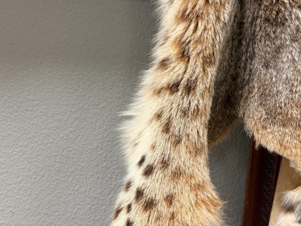 FULL BODY BOB CAT ANIMAL PELT - 5