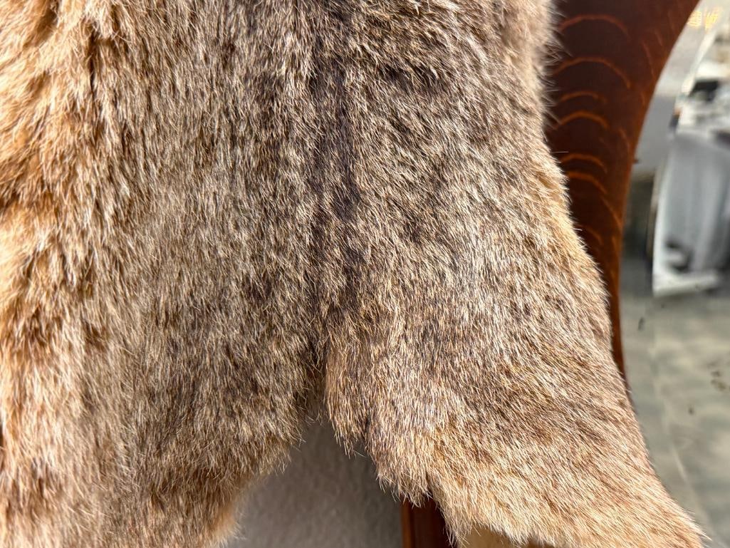 FULL BODY BOB CAT ANIMAL PELT - 6