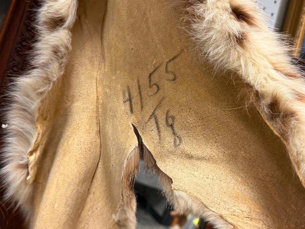 FULL BODY BOB CAT ANIMAL PELT - 7